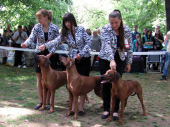 Trinesta međunarodna izložba pasa u Vranju 1. maja 